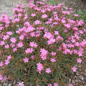 Acantholinum venustum