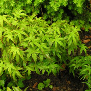 Acer palmatum 'Sharp's Pygmy'