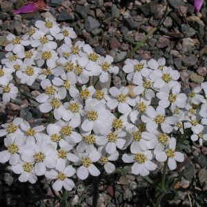 Achillea clavennae