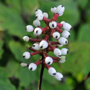 Actaea pachypoda