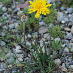 Agoseris glauca
