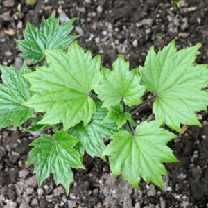 Ainsliaea acerifolia