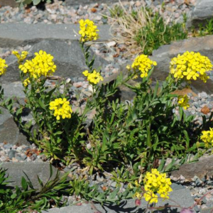 Alyssoides utriculata