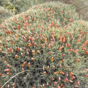 Anarthrophyllum strugulipetalum