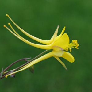 Aquilegia longissima