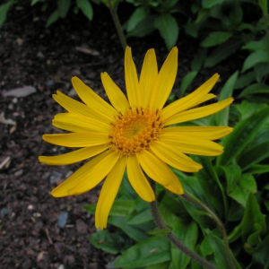 Arnica montana