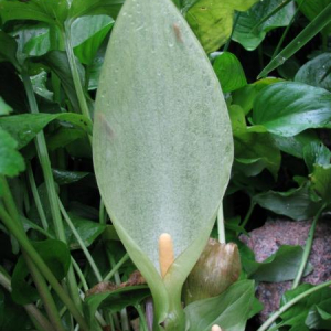 Arum italicum