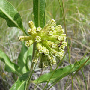 Asclepias viridiflora