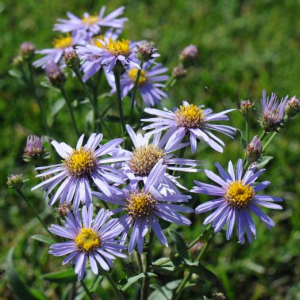 Aster amellus
