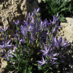 Asyneuma limonifolium