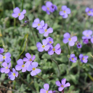 Aubrieta pinardii