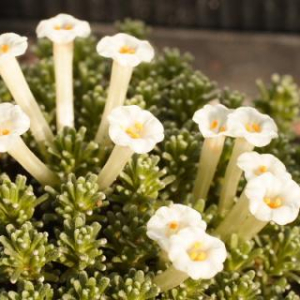 Benthamiella patagonica