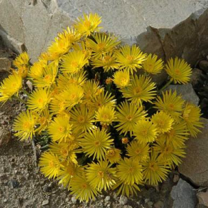 Bergeranthus jamesii