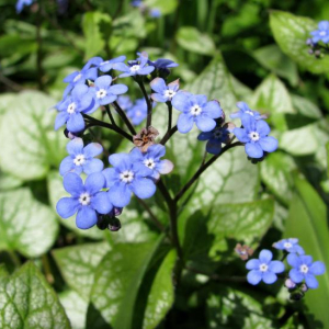 Brunnera macrophylla 'Jack Frost'