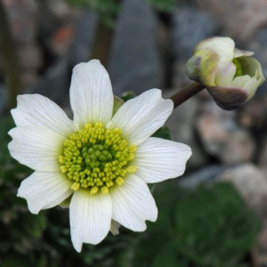 Callianthemum coriandrifolium