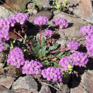 Calyptridium umbellatum