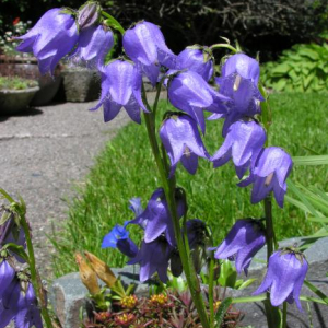 Campanula barbata