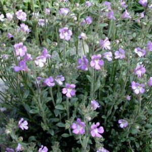 Chaenorrhinum origanifolium