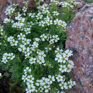 Chamaerhodos altaica