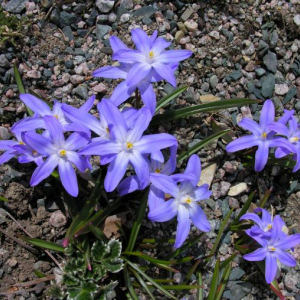 Chionodoxa forbesii