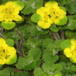 Chrysosplenium davidii