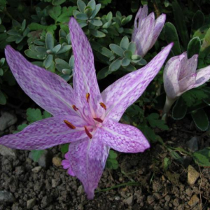 Colchicum agrippinum
