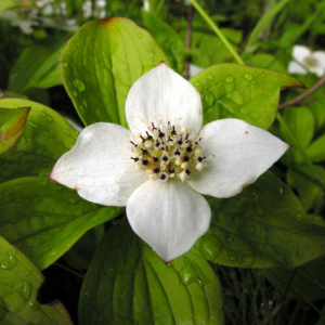 Cornus canadensis