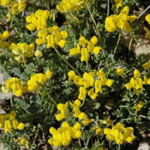 Coronilla vaginalis