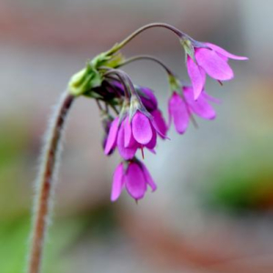 Cortusa sachalinensis