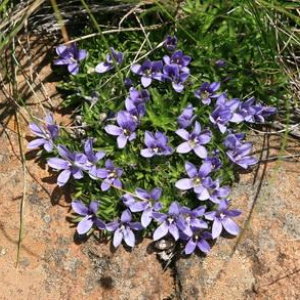 Craterocapsa congesta