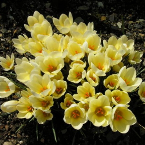 Crocus chrysanthus 'Cream Beauty'