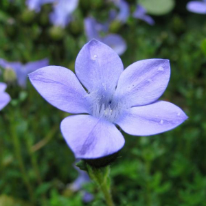 Cyananthus lobatus