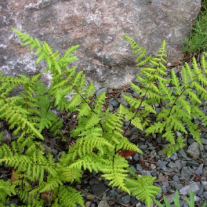 Cystopteris fragilis