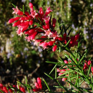 Colletia hystrix