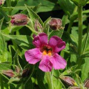 Mimulus lewisii
