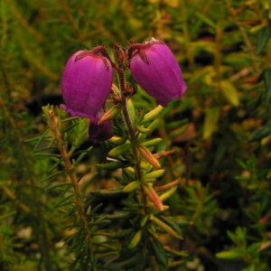 Daboecia catabrica 'Variegata'