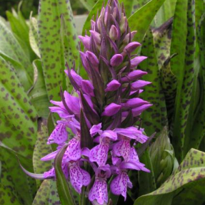 Dactylorhiza praetermissa subsp. majalis