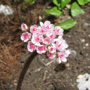 Darmera peltata