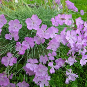 Dianthus freynii