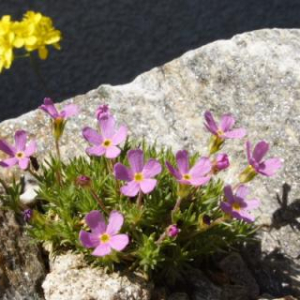 Douglasia montana