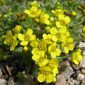 Draba polytricha