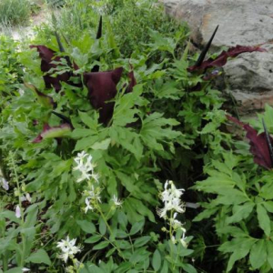 Dracunculus vulgaris