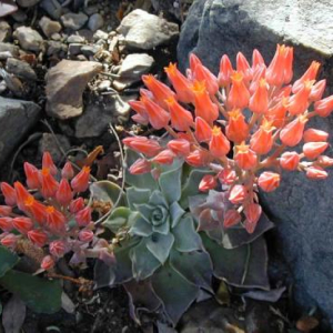 Dudleya cymosa