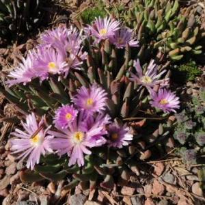 Ebracteola wilmanniae