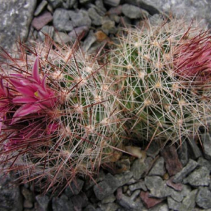 Escobaria dasyacantha