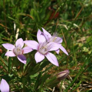 Gentianella aspera