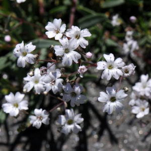 Gypsophila repens