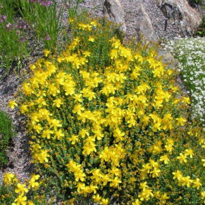 Hypericum olympicum