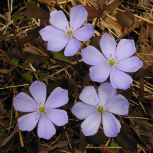 Jeffersonia dubia