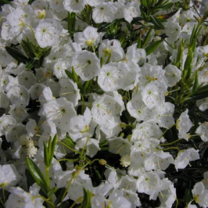 Kalmia polifolia 'Leucantha'